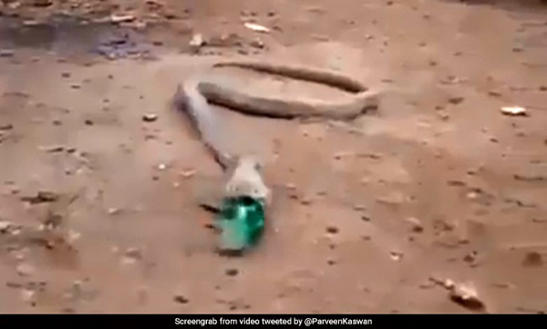 Cobra Throws Up Plastic Bottle