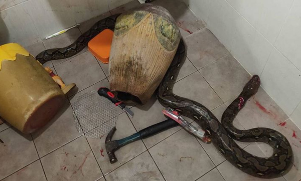 snake bite, Thai woman