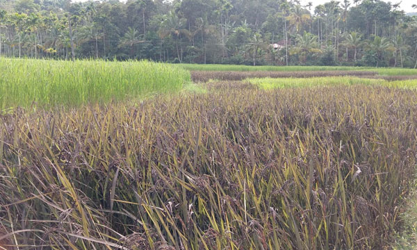 Kerala Electrician Starts Organic Paddy Farming