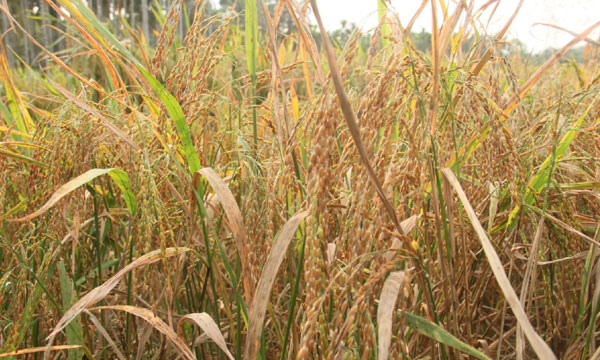 Kerala Electrician Starts Organic Paddy Farming
