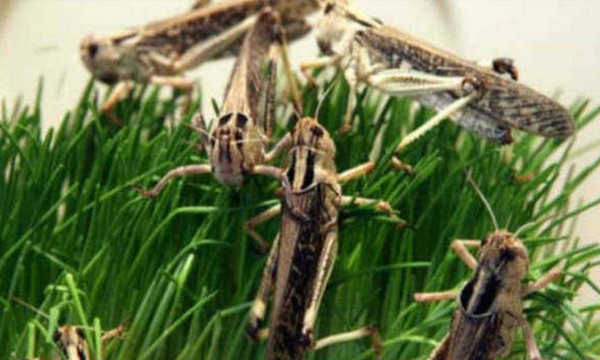 Rajasthan was reported worst locust attack