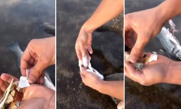 found plastics in fish stomach 