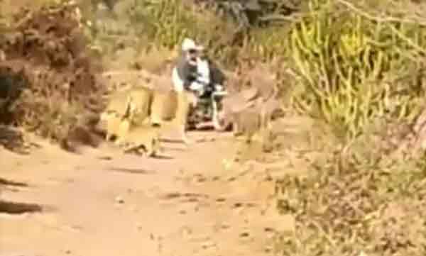 lions giving way to farmer 