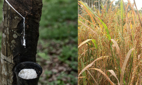 Agricultural projects in Budget 2020