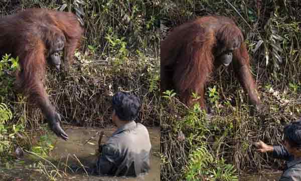 oranguttan helping the man who stuck in the river