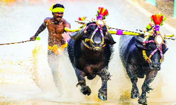 bull racer breake usain bolt.s world record