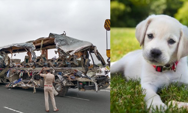 avinashi ksrtc bus accident claimed the life of three puppies