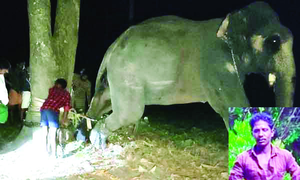 Elephant crushes mahout to death during temple festival