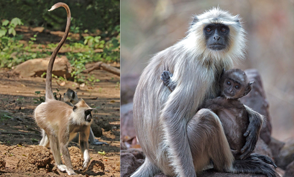 Five langurs added to Trump's security team for his visit to Taj Mahal in Agra