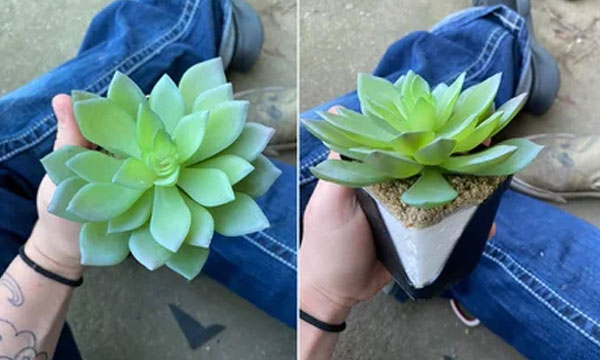 Woman discovers plant she's been watering for two years is actually plastic