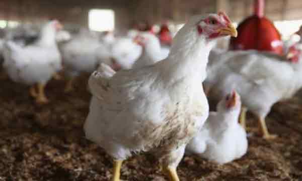 bird flu, chicken rate decrease 