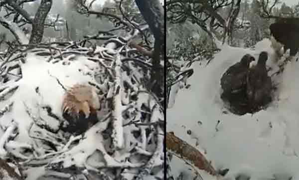 eagle covered in snow