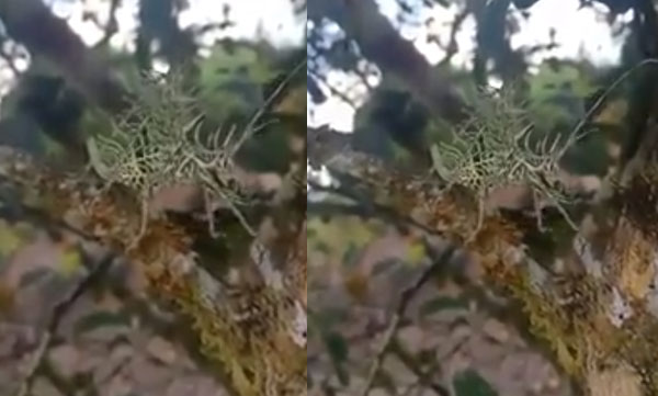 creature animal video viral twitter 