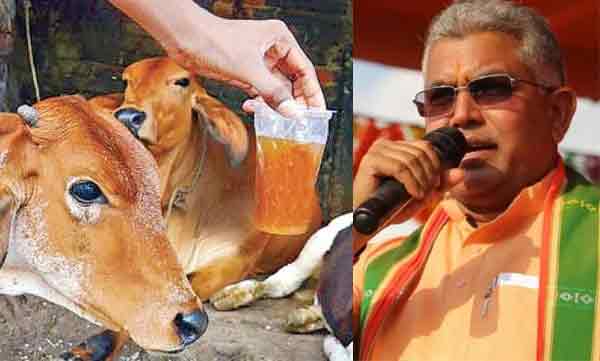 west bangal bjp chief dilip ghosh like to drinking cow urine