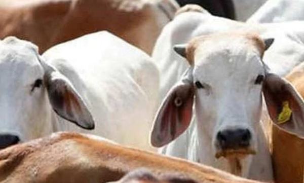bjp leader arrested in kolkata for serving cow urine 
