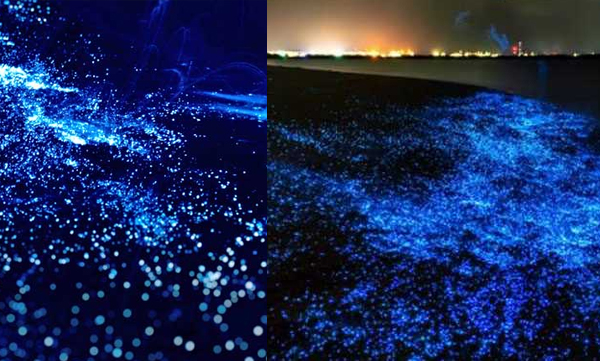 bio luminescence in kumbalangi  