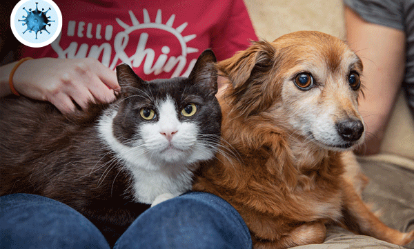 corona virus issues, how to care pets