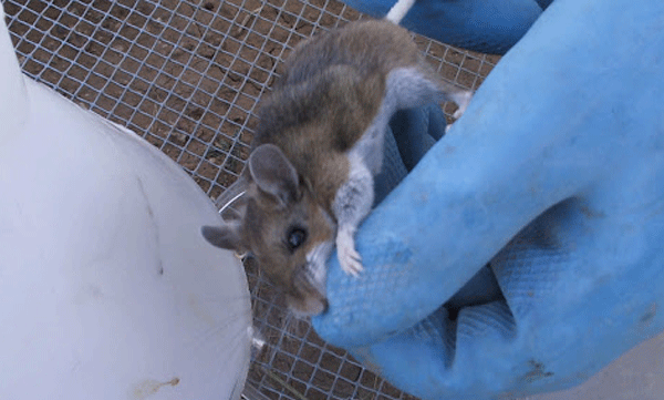 after corona virus, new virus formed  in chaina,  named "hantavirus" 