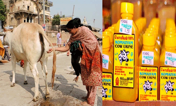 cow urine selling increased