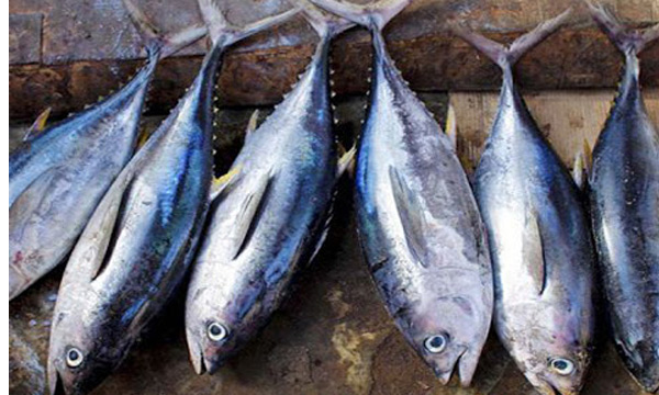 fish in neendakara harbour