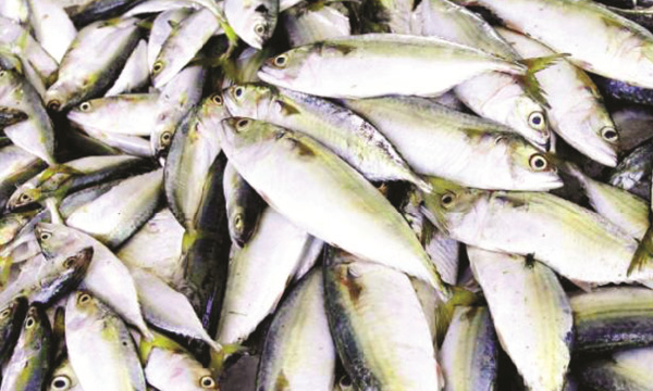 easter without beef and fish