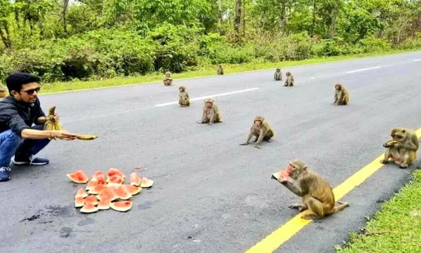 Monkeys teach social distancing lesson in Arunachal Pradesh