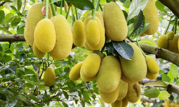 jack fruit for mobile recharging