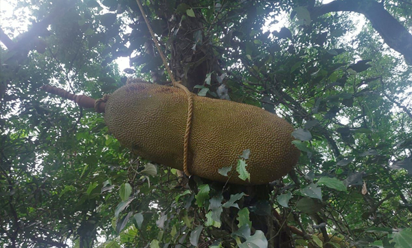 Heaviest jackfruit in Anchal break Guinness World Records