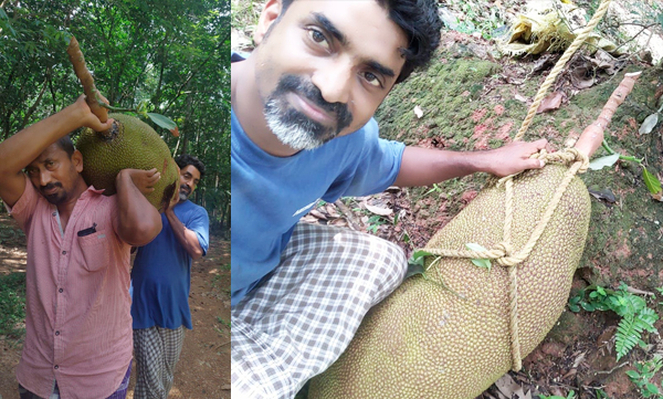 Heaviest jackfruit in Anchal break Guinness World Records