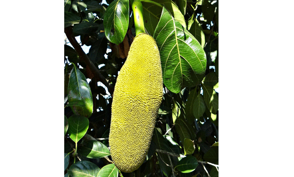 biggest jackfruit