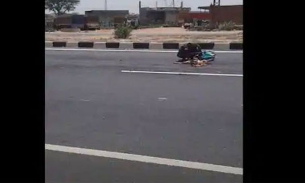 man eating died animal in road 