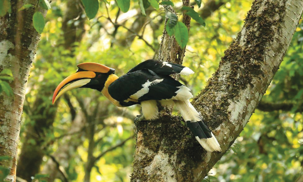 Wildlife Photography Azeez Mahe