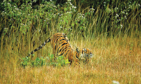 Wildlife Photography Azeez Mahe