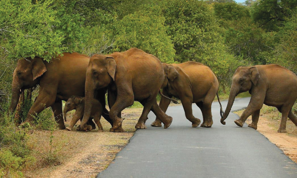 Wildlife Photography Azeez Mahe