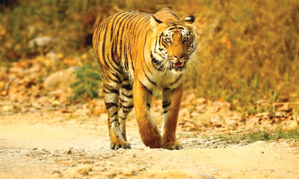 Wildlife Photography Azeez Mahe