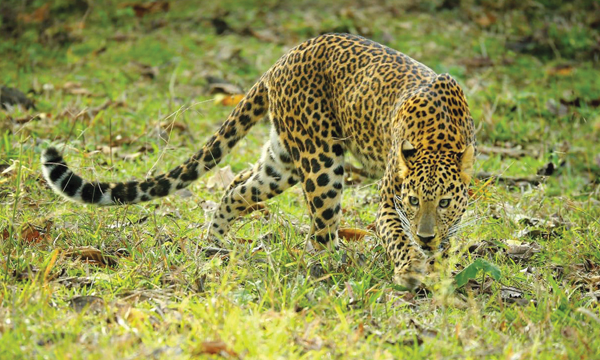 Wildlife Photography Azeez Mahe