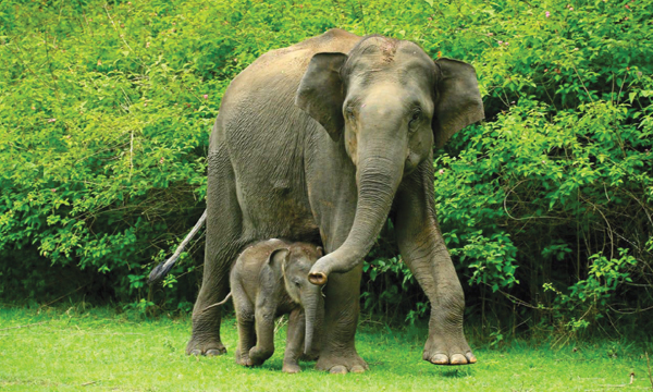 Wildlife Photography Azeez Mahe