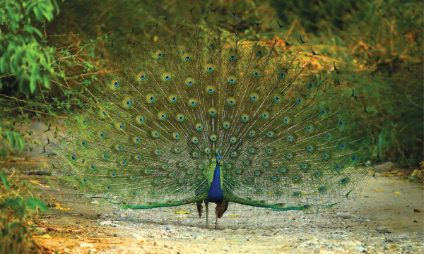 Wildlife Photography Azeez Mahe