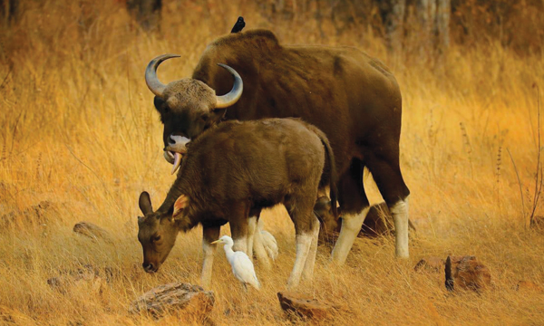 Wildlife Photography Azeez Mahe