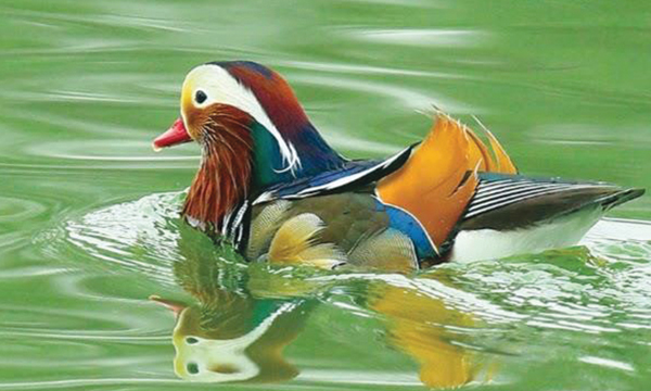 Wildlife Photography Azeez Mahe