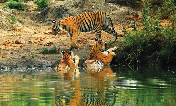 Wildlife Photography Azeez Mahe