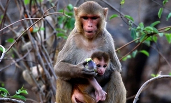 Monkeys run away with COVID-19 test samples in Meerut, locals fear spread of infection