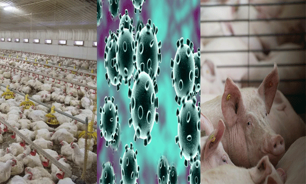 next pandemic is coming, report of US scientist