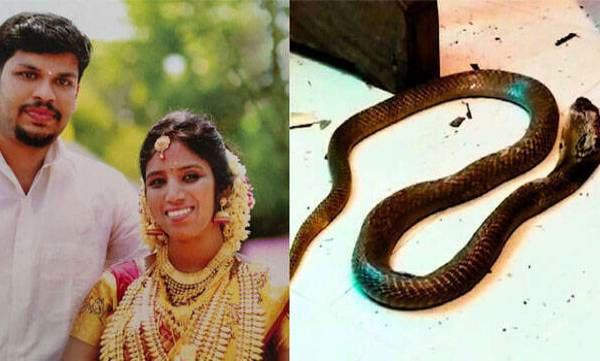 utra snake bitemurder case in kollam anchal