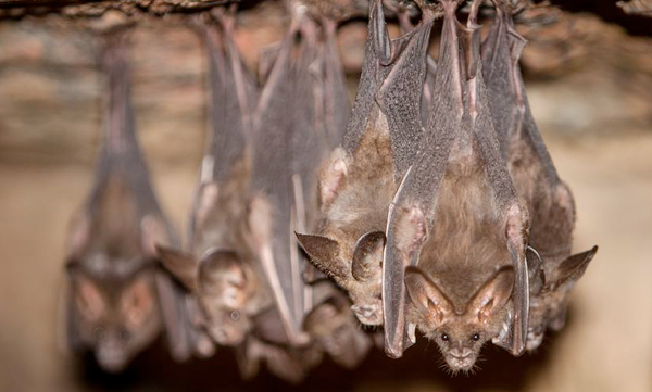  A village that conserve bats