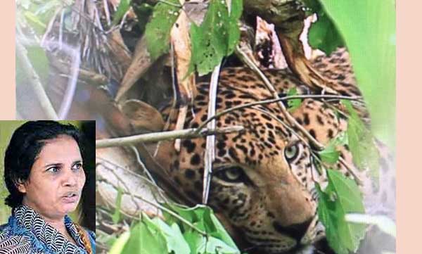 wayanad leopard first see prasanna