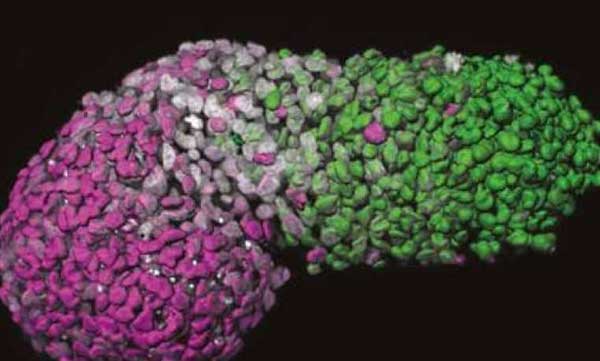 three dimensional model of the embryo