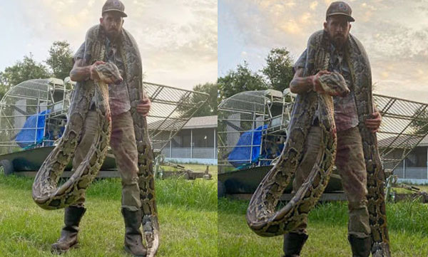17-foot python florida: American ‘Vava Suresh’ caught by a 17-foot-long snake picture goes viral