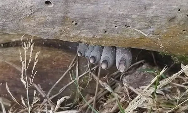 Can You Identify What This Viral Pic Shows? Twitter Is Confused