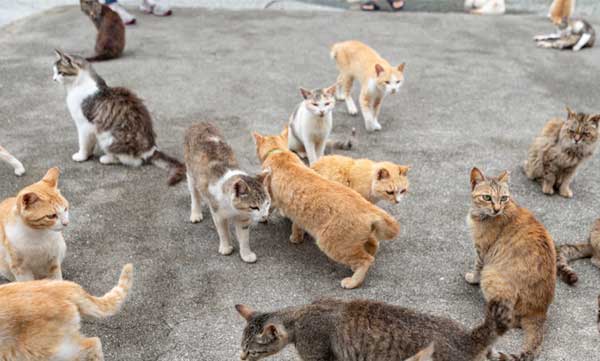 cat island, must watch cat lovers